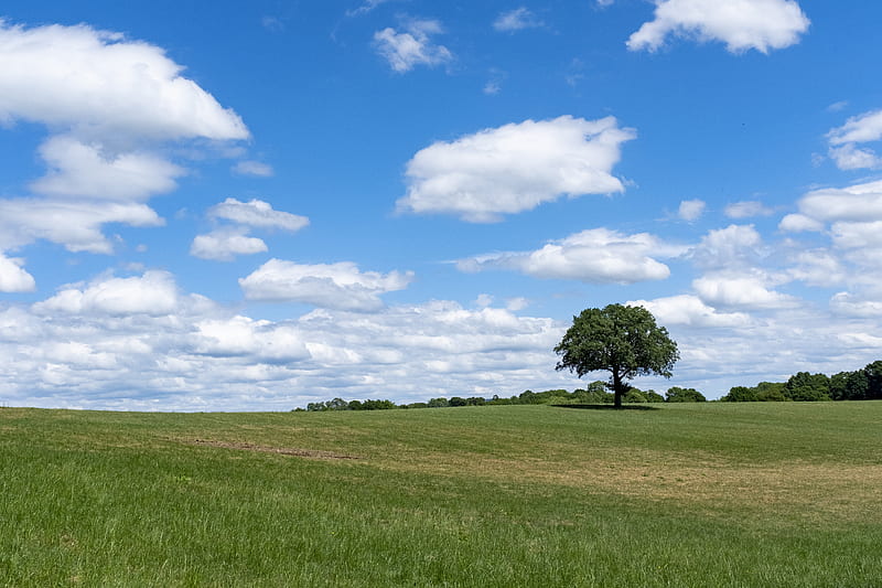 tree, grass, field, sky, HD wallpaper