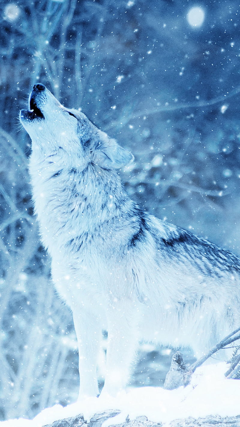 Wolf Howl , predator, wild, snow, white, wolf howl, HD phone wallpaper