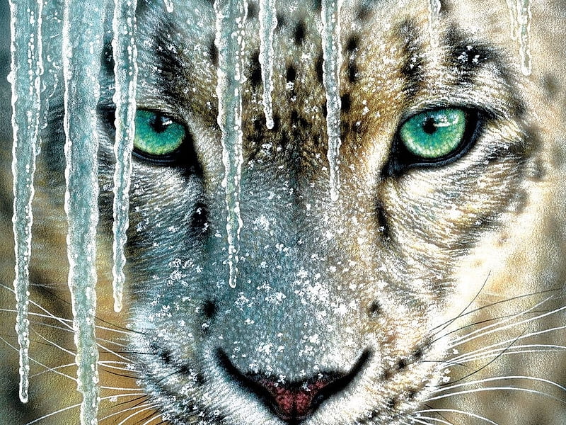 snow leopard with blue eyes wallpaper