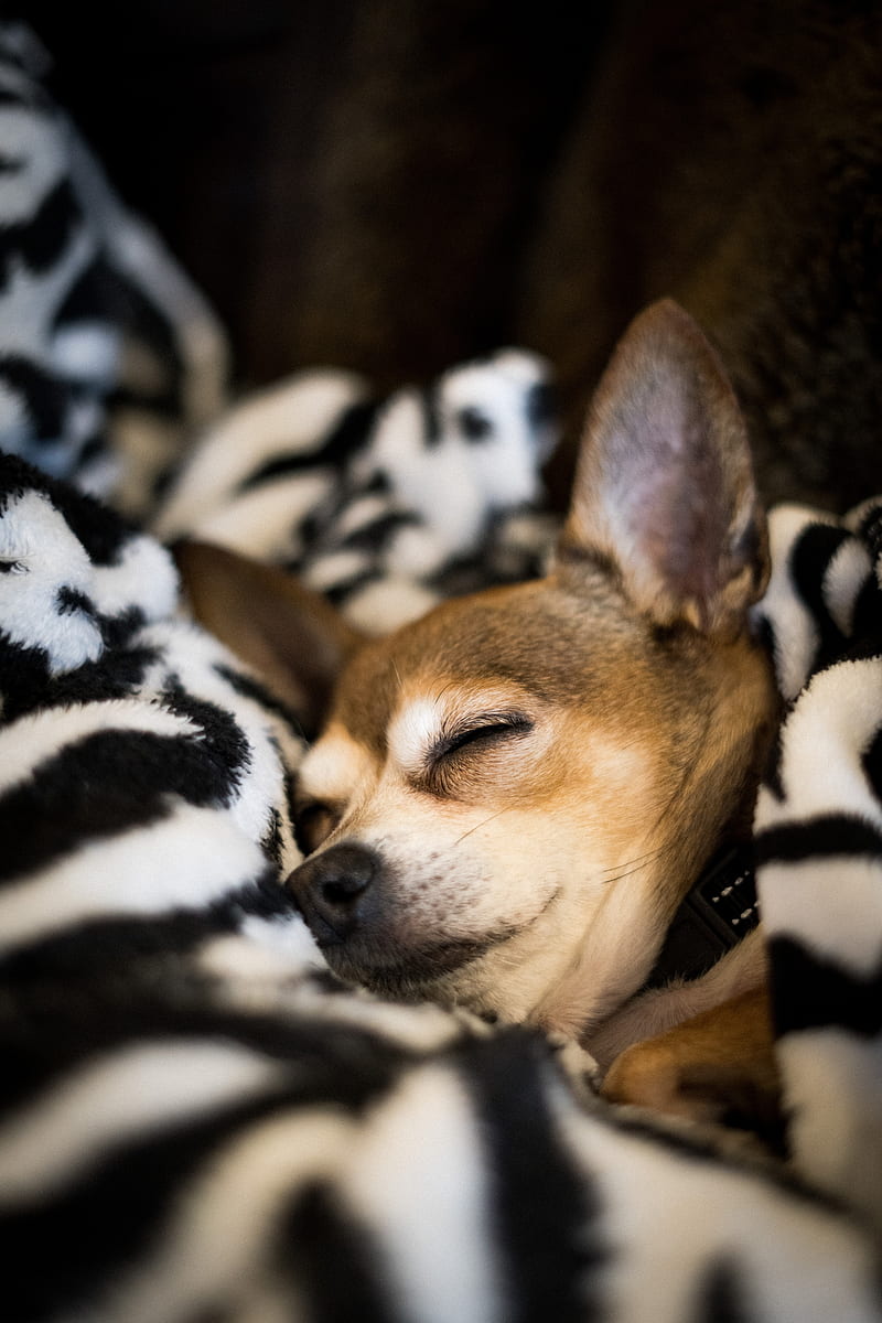 chihuahua, dog, sleep, pet, blanket, HD phone wallpaper