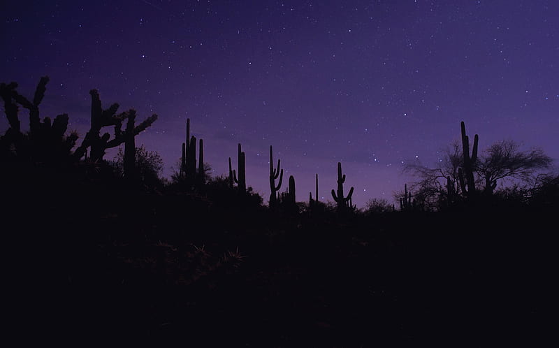 cacti, silhouettes, night, dark, purple, HD wallpaper