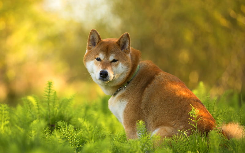 Shiba Inu, bokeh, pets, lawn, summer, cute dog, dogs, Shiba Inu Dog, HD wallpaper