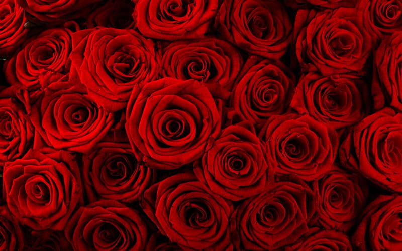Rosas rojas, rojas, flores, rosa, floración, Fondo de pantalla HD | Peakpx