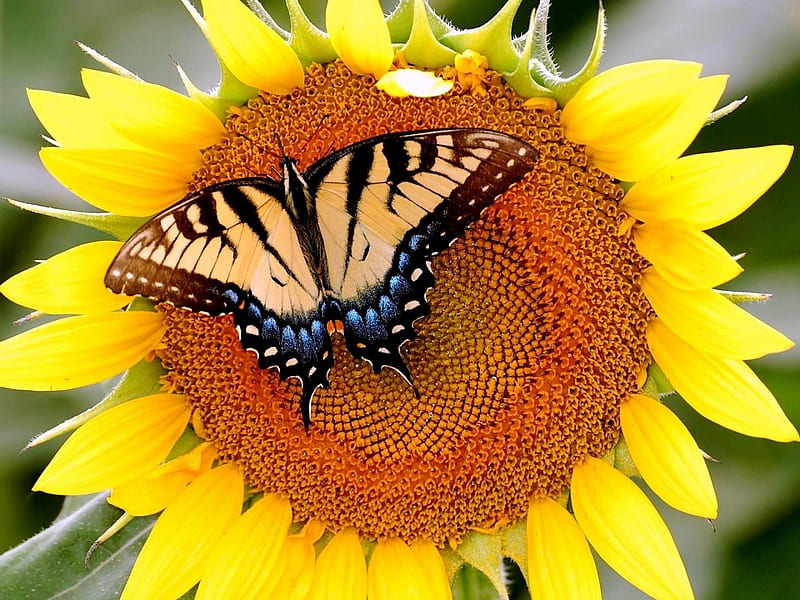 Butterfly on Sunflower, butterfly, yellow, sunflower, petals, insects, animal, HD wallpaper