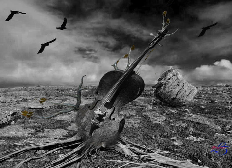 Lonely Cello, Trawa, Wiolobczela, Ptaki, Niebo, HD wallpaper