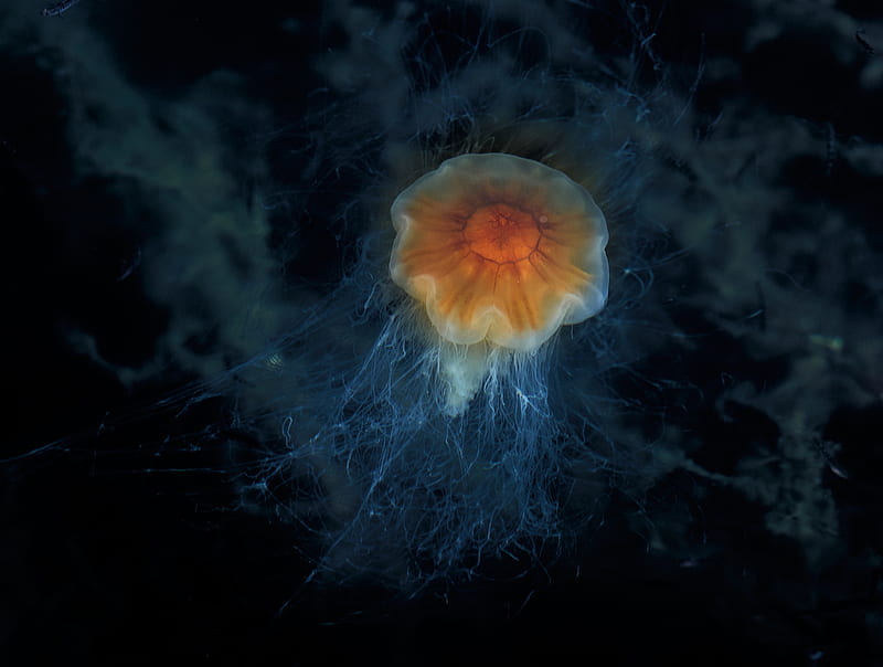 jellyfish, tentacles, sea, underwater, depth, HD wallpaper
