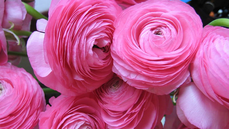 Pink Ranunculus, pretty, ranunculus, flowers, nature, soft, pink, HD wallpaper