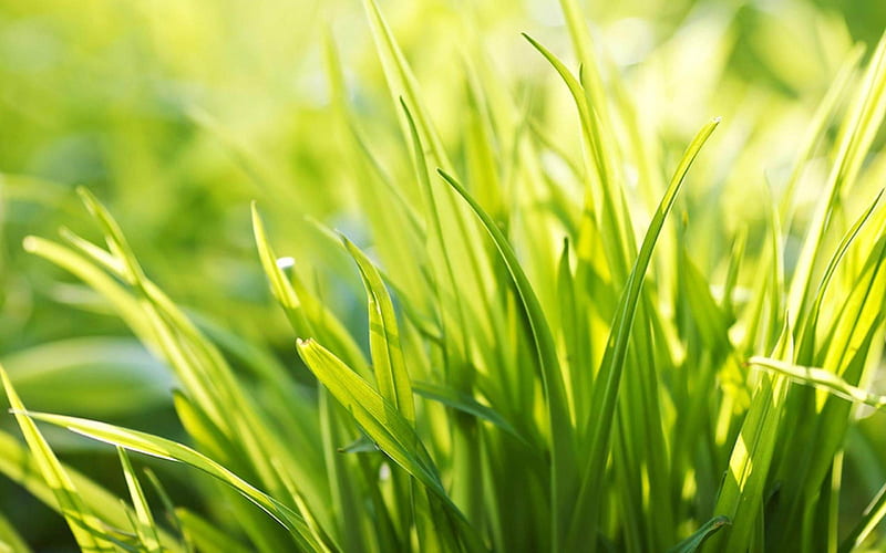 Sunshine grass-Nature plant, HD wallpaper
