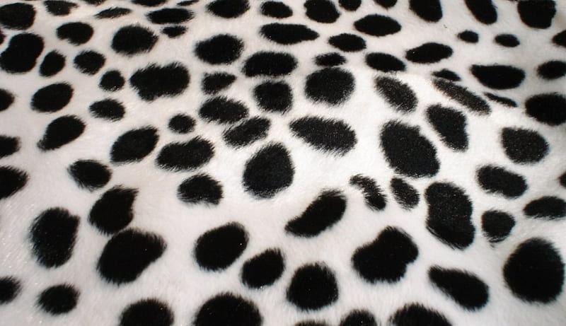 Spots, pattern, spot, texture, black, white, dalmatian, abstract, fur, HD wallpaper