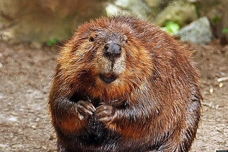 beaver, fury, rodent, animal, HD wallpaper