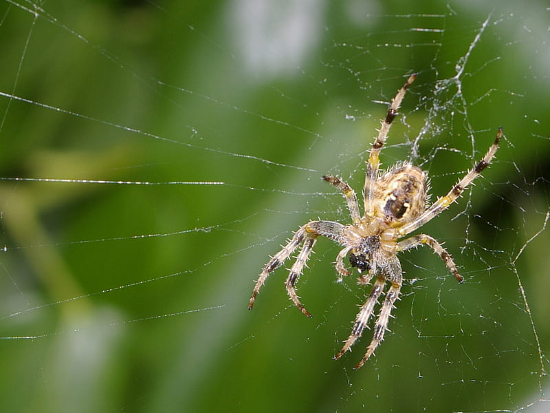 Garden Spider, spider, brown, green, web, HD wallpaper
