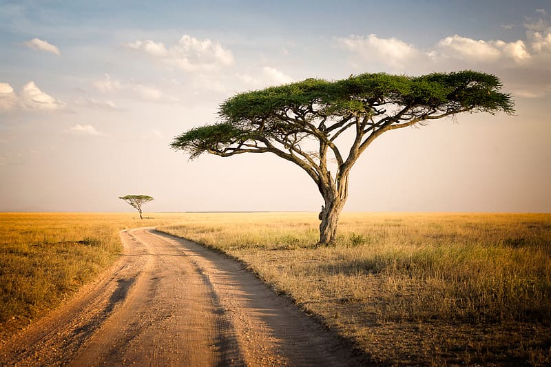 Tree, Path, , Tanzania, Serengeti National Park, HD wallpaper