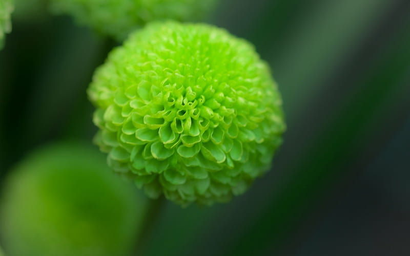 Flower, ball, green, macro, pompon, HD wallpaper