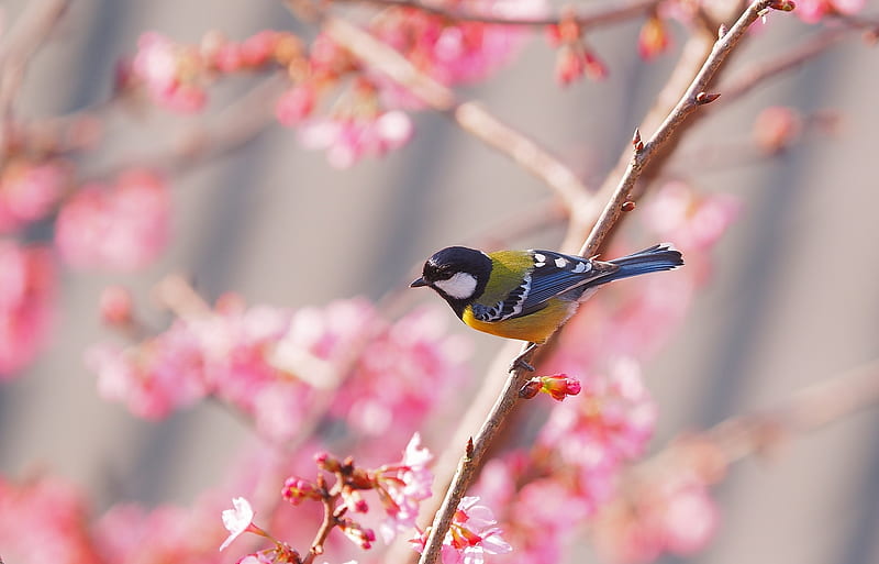 Blue Tit, bird, pasare, flower, spring, pink, sakura, blossom, great tit, pitigoi, cherry, HD wallpaper