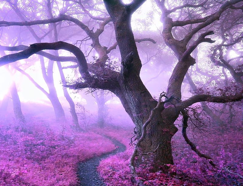 Pink Faeries Forest, Forests, Faeries, Pink, Nature, HD wallpaper