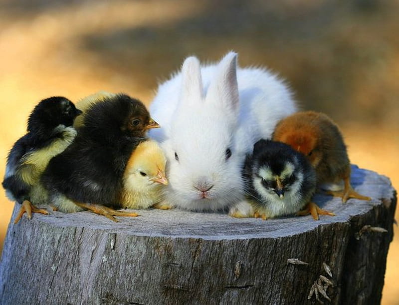 sweet friends, cute, rabbit, chick, animals, tree stump, snuggle, HD wallpaper