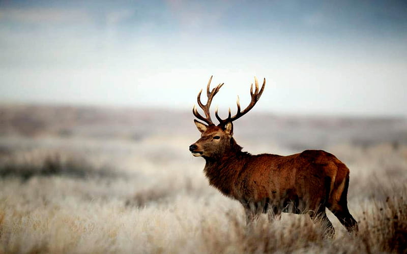 Lonely Deer, Sky, Deer, Animals, Brown, Clouds, Field, HD wallpaper ...