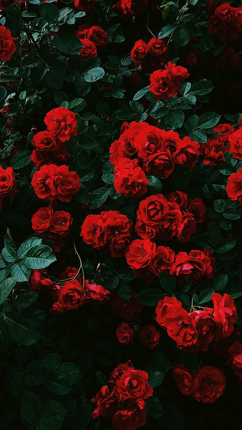 Rose, HD phone wallpaper