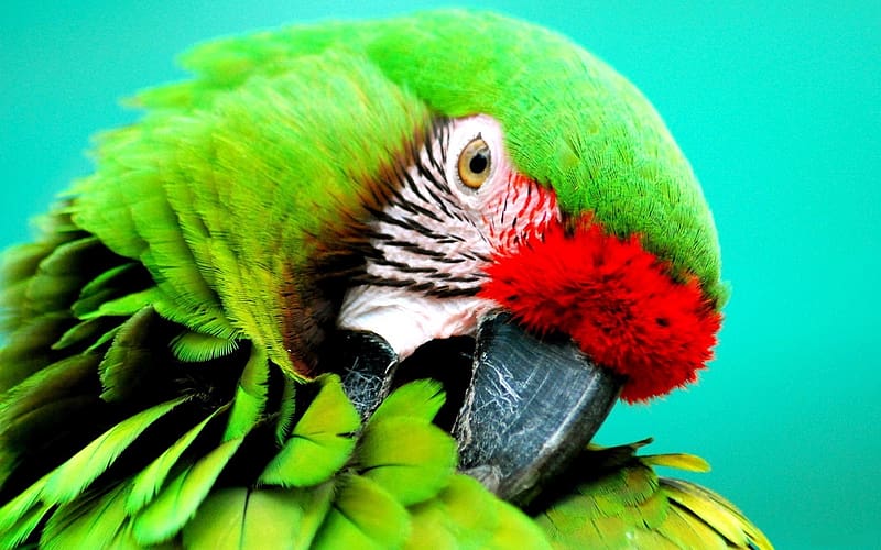 Birds, Bird, Animal, Military Macaw, HD wallpaper