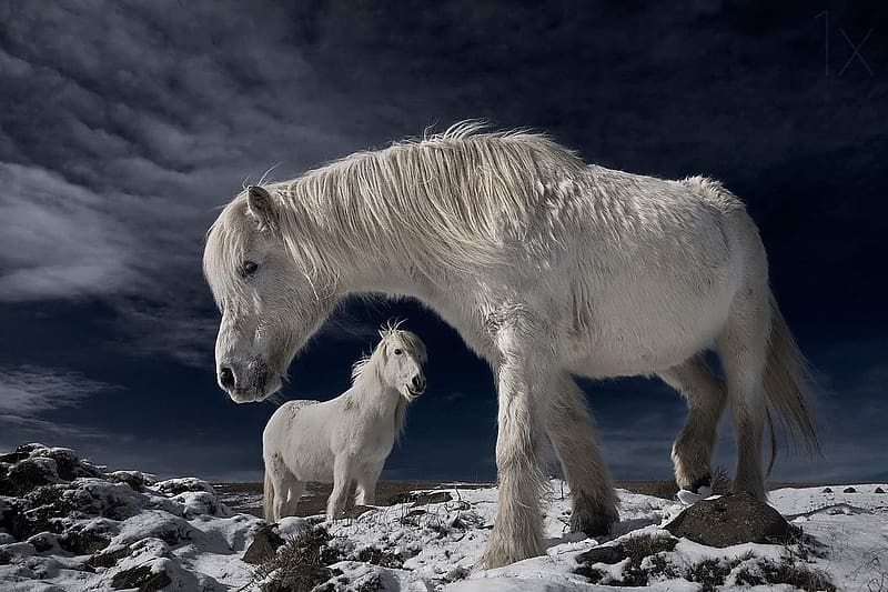 Icelandic Horses, animal, horse, icelandic, equine, HD wallpaper
