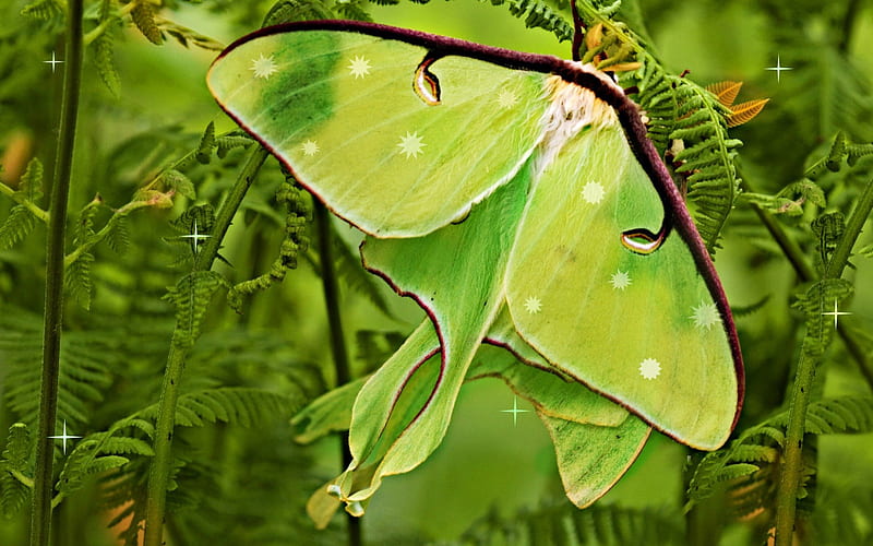 Nicole  on Twitter Moth wallpapers  please feel free to use them  for your own personal use httpstco3Q90nc0W41  X