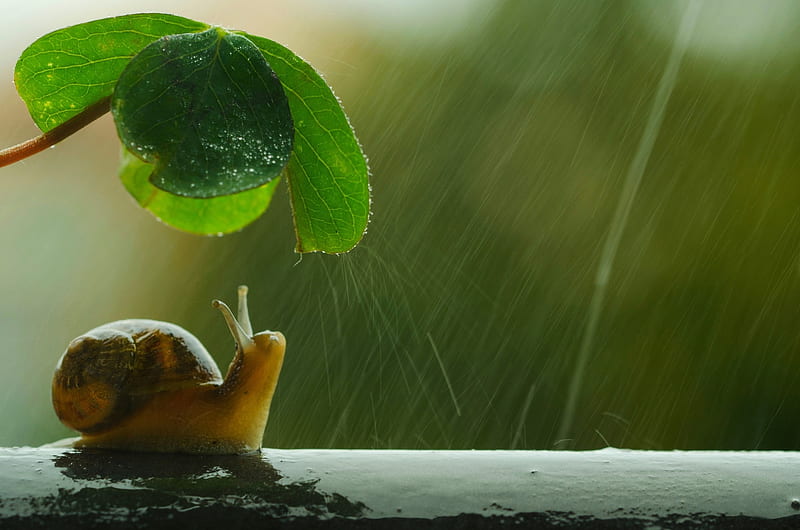 Rainy day, cute, green, snail, summer, umbrella, rain, funny, leaf, HD wallpaper