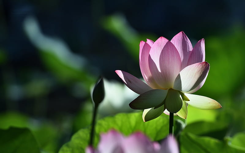 Lotus, Pond, Nature, Bud, Flower, HD wallpaper