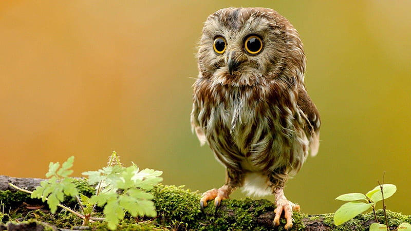 Cute Baby Owl, animals, cute, owl, brown, chick, branch, HD wallpaper