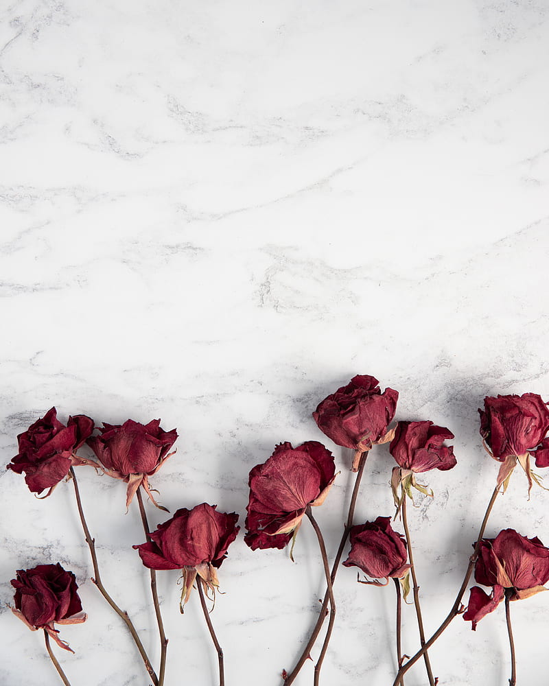 roses, flowers, red, dry, HD phone wallpaper