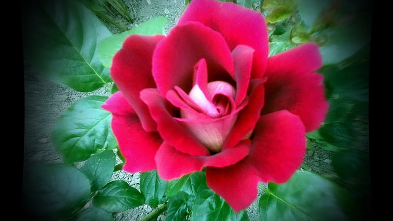 Piros rose, flower, rd, petal, rose, HD wallpaper