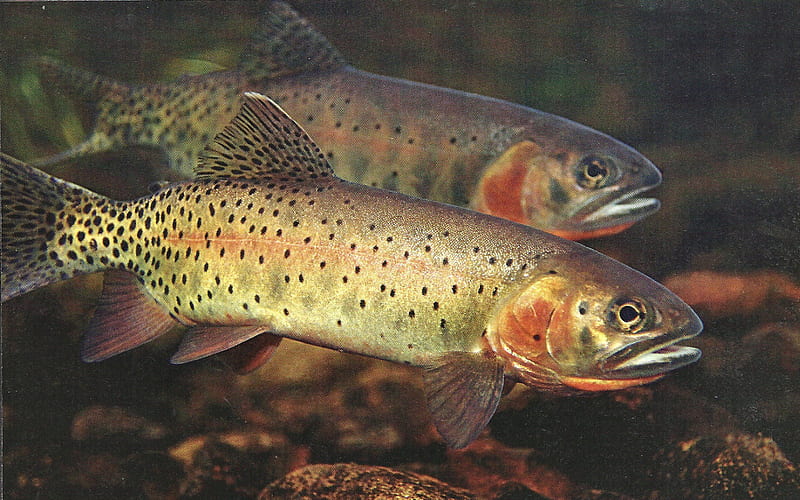 Cutthroat Trout 5, vermillion basin, fish, animal, graphy, colorado, cutthroat, wildlife wide screen, trout, HD wallpaper