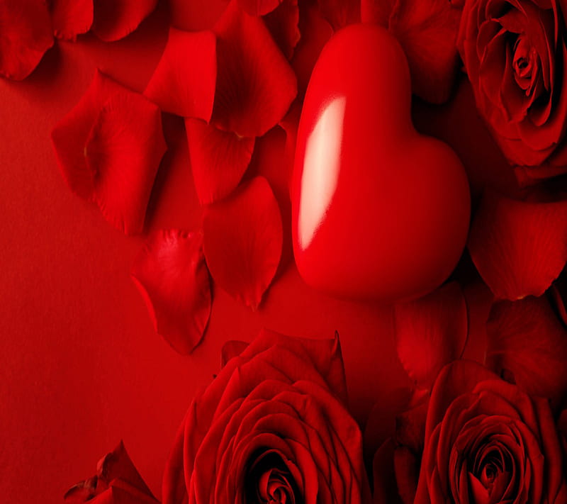 Love Red Roses, love, red roses, HD wallpaper | Peakpx