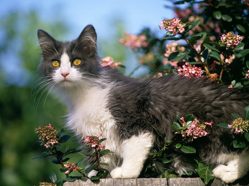Calico cat in garden, flower, garden, cat, kitten, cats, HD wallpaper