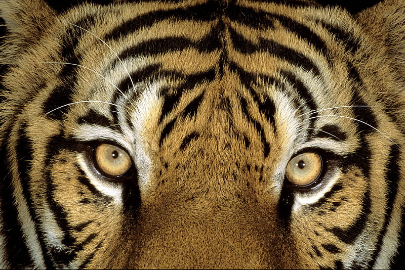 Eye Of The Tiger, bengal tiger, siberian tiger, tiger, HD wallpaper