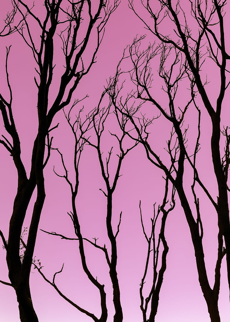 trees, pink, silhouette, dark, HD phone wallpaper