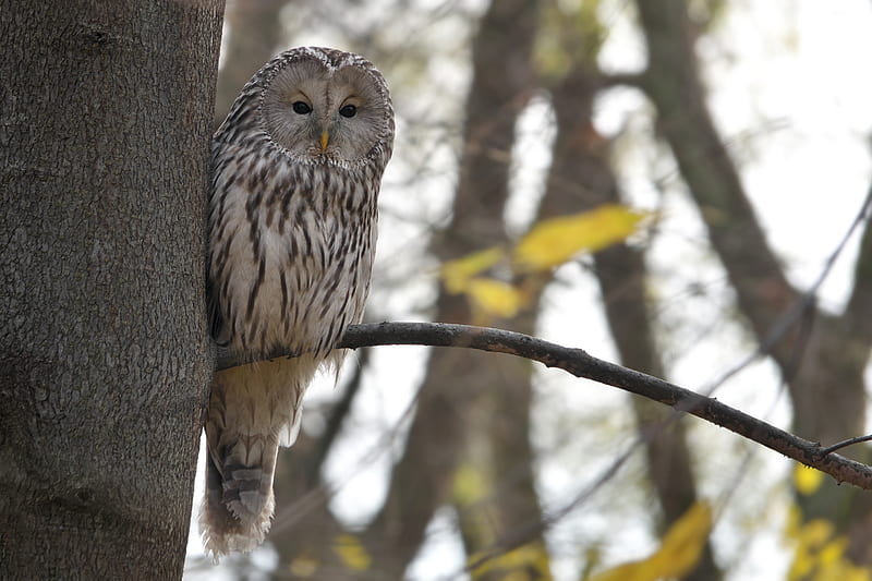 owl, bird, watching, tree, wildlife, HD wallpaper