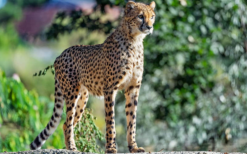 Cheetah, animal, nature, cat, HD wallpaper | Peakpx