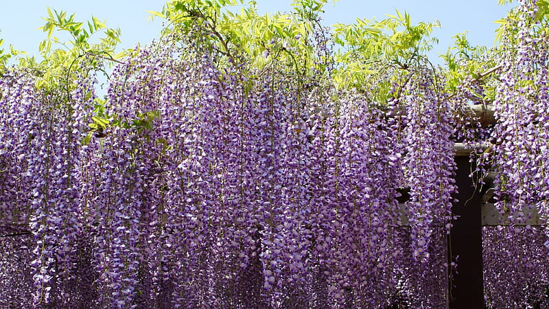 Wisteria, Purple, Wisteria floribunda, Mauve, Japanese wisteria, 3840x2160, Violet, Flowers, Flower, HD wallpaper