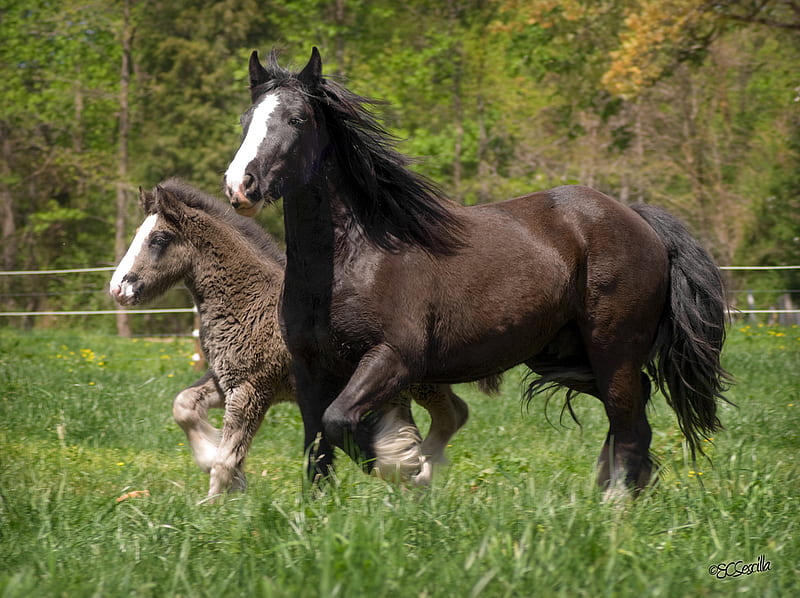 Yegua y potro, semental, poderoso hermoso, cavalo, potro, yegua, caballo,  animales, Fondo de pantalla HD | Peakpx