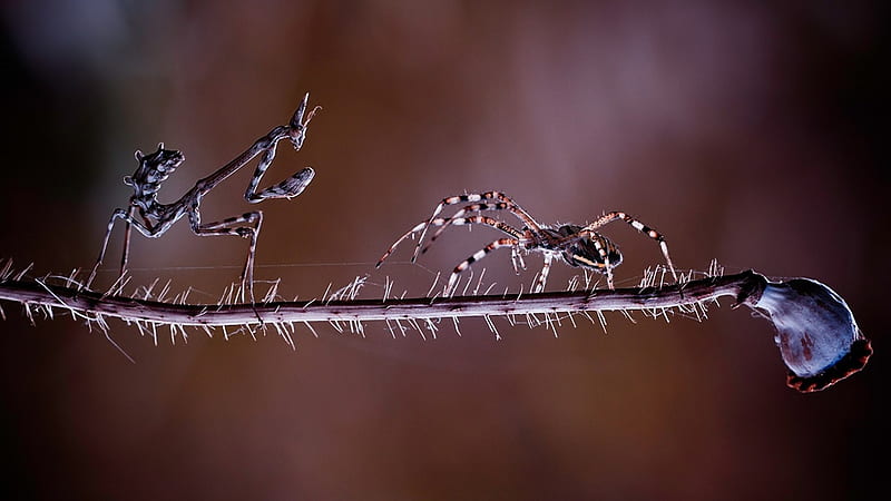 Meeting, spider, graphy, macro, wild, wildlife, nature, animals, insects, HD wallpaper