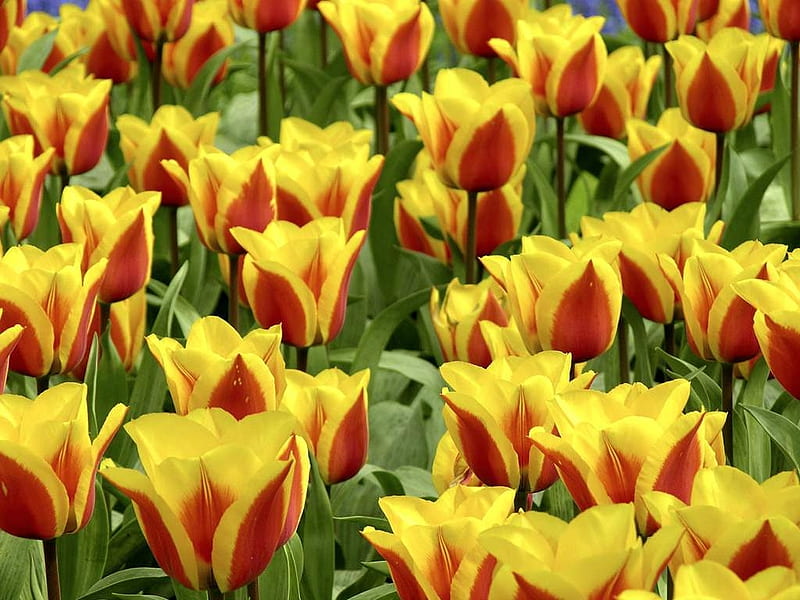 TULIPS, COLORS, LEAVES, STEMS, PETALS, HD wallpaper | Peakpx