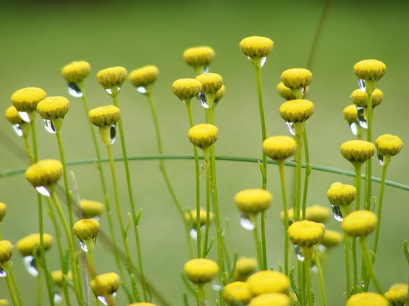 Little Yellow Flowery Things., water, plant, flower, dew, yellow, rain, stem, HD wallpaper