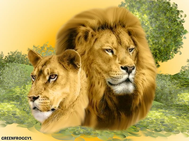 MAJESTIC PAIR, CREATION, ANIMALS LIONS, HD wallpaper