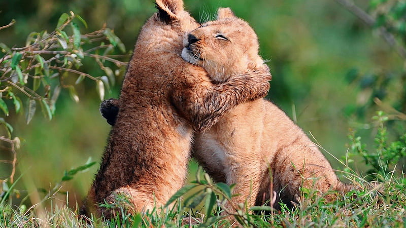 Baby lions hug, art, female, male, angry cat, sumatra, cat, lion, animal,  Tiger, HD wallpaper | Peakpx