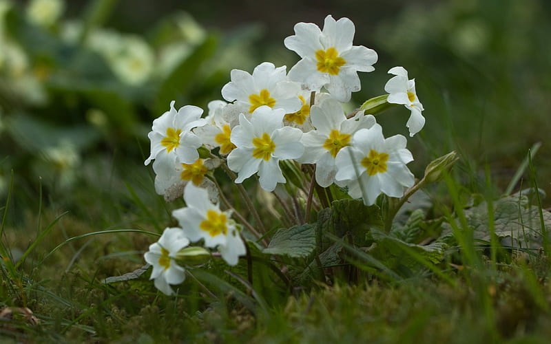 Primroses, flowers, spring, white, HD wallpaper