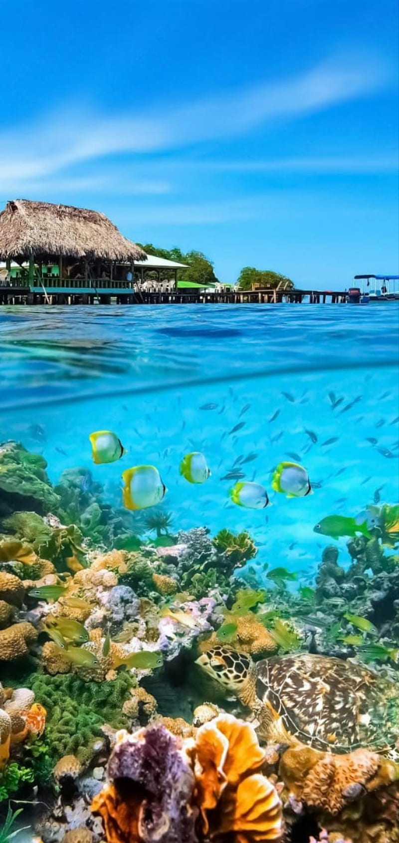 Ocean Android Fish Island Islands Sea Tropical Hd Mobile Wallpaper Peakpx