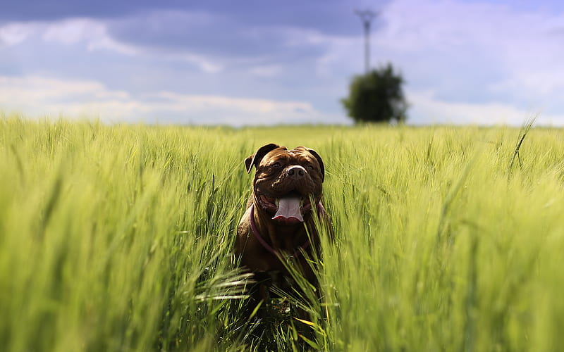 French mastiff wheat field, pets, Dogue de Bordeaux, dogs, blur, Bordeaux mastiff, HD wallpaper