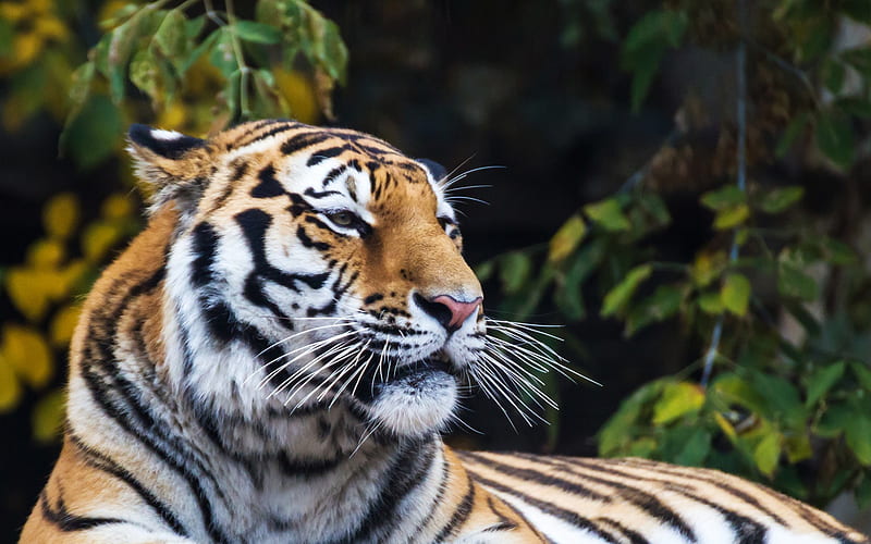 tiger, predator, forest, jungle, wildlife, large tigers, HD wallpaper