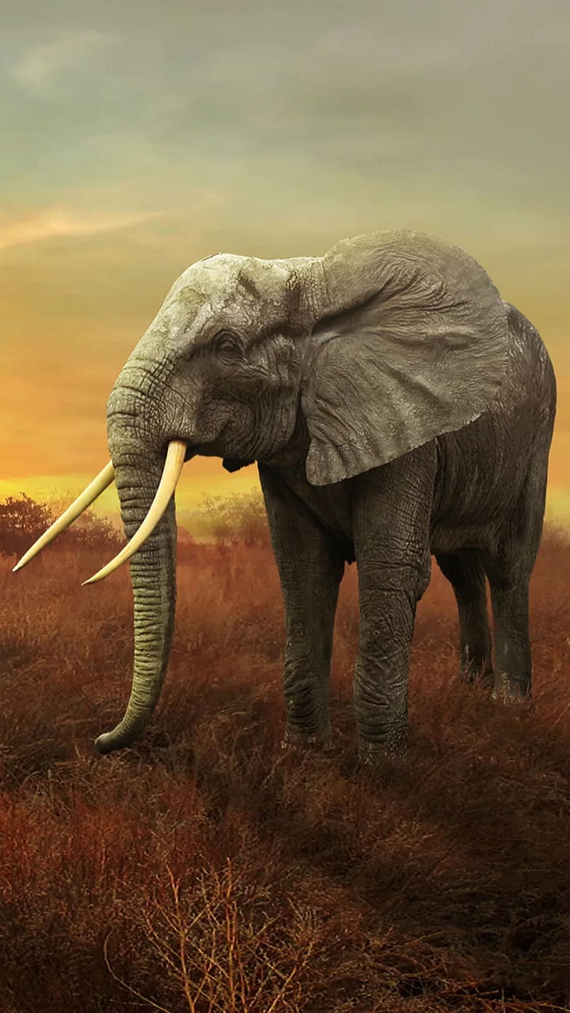 Lonely elephant, animal, elephant, life, nature, wild, HD phone wallpaper