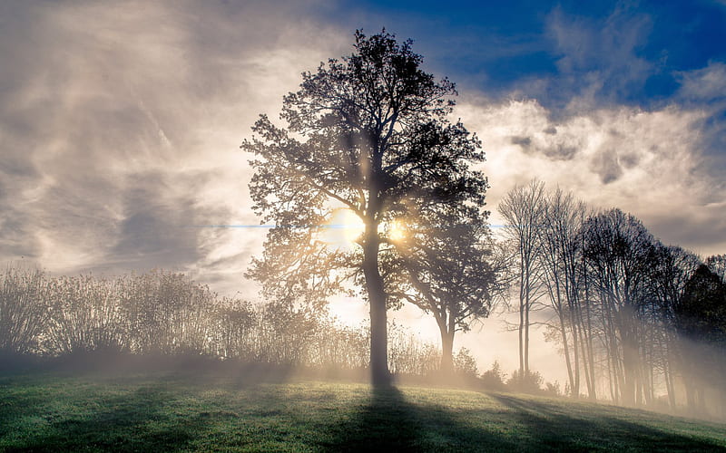 Earth, Fog, Sunbeam, Tree, HD wallpaper